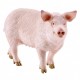 Schleich-S Farm Life Pig 13783